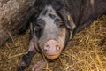 Danish Landrace Pig Royalty Free Stock Photo