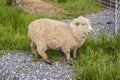 Danish Landrace Sheep Royalty Free Stock Photo