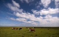 Danish marsh and cows Royalty Free Stock Photo