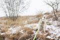 Danish Spitz, white dog sitting on the land