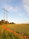 Danish summer field