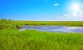 Danish summer landscape Royalty Free Stock Photo