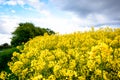 Danish summer landscape Royalty Free Stock Photo