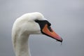 Danish Swan