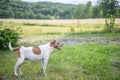 Danish-Swedish farm dog in the countryside of Ostergotland