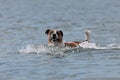 Danish Swedish Farmdog play in water Royalty Free Stock Photo