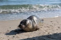 Danish wild seal enjoying the sun on the beach Royalty Free Stock Photo