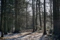 Danish winter beech forest with snow