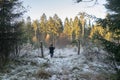 Danish winter forest