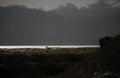 Danish winter landscape with snowflakes