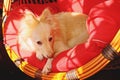 Danny the German Spitz dog. Royalty Free Stock Photo