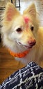 Danny the German Spitz dog. Royalty Free Stock Photo