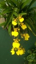 dansing okiat flowers of sri lanka