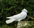 Dantzig Flying Pigeon Royalty Free Stock Photo
