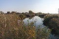 Danube channel and common reed in the Hungarian countryside