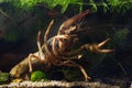 Danube crayfish female big claw in threaten pose, hornwort vegetation coldwater biotope aquarium, wildcaught