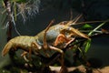 Danube crayfish female crawl twig on gravel substrate, coldwater biotope aquarium, caught adaptable invasive freshwater species