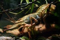 Danube crayfish female rest on twig in planted coldwater biotope aquarium, wildcaught domesticated highly adaptable species