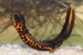 The Danube crested newt or Danube newt (Triturus dobrogicus) male in natural habitat underwater Royalty Free Stock Photo