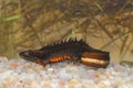 The Danube crested newt or Danube newt (Triturus dobrogicus) male in natural habitat underwater