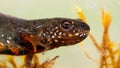 Danube crested newt diving underwater in close up. Royalty Free Stock Photo