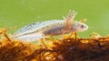 Danube crested newt larva swimming in wetland among kelp.