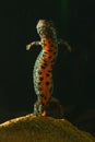 Danube crested newt, Triturus dobrogicus