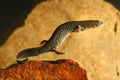 The Danube crested newt, Triturus dobrogicus