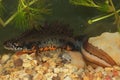 The Danube Crested Newt (Triturus dobrogicus) male in a natural underwater habitat Royalty Free Stock Photo