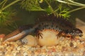 The Danube Crested Newt (Triturus dobrogicus) male in a natural underwater habitat Royalty Free Stock Photo