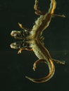 The Danube crested newt, Triturus dobrogicus in the pond