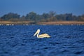 One pelican from Danube Delta Biosphere Reserve, Tulcea County, Romania