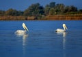 Two pelicans from Danube Delta Biosphere Reserve, Tulcea County, Romania