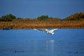 One pelican in flight from Danube Delta Biosphere Reserve, Tulcea County, Romania