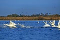 Swans and coots taking off from Ligheanca Lake, Danube Delta, Tulcea County, Romania