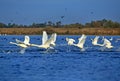 Swans and coots taking off from Ligheanca Lake, Danube Delta, Tulcea County, Romania