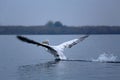 One pelican taking off  from Danube Delta Biosphere Reserve, Tulcea County, Romania Royalty Free Stock Photo