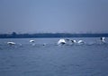 Swans taking off from Danube Delta Biosphere Reserve, Tulcea County, Romania