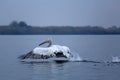 One pelican taking off  from Danube Delta Biosphere Reserve, Tulcea County, Romania Royalty Free Stock Photo