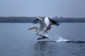 One pelican taking off  from Danube Delta Biosphere Reserve, Tulcea County, Romania Royalty Free Stock Photo