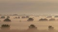 Misty morning over danube delta,romania Royalty Free Stock Photo