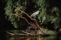 Danube Delta Gray Heron bird