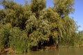 In the Danube Delta, through the labyrinth of the Danube canals on the Danube canal Royalty Free Stock Photo