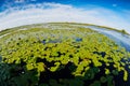 Danube delta landscape Royalty Free Stock Photo