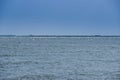 Danube delta with many floating wild white swans, Odessa region, Ukraine Royalty Free Stock Photo