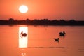 Danube Delta Pelicans at sunrise on the lake
