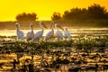 Danube Delta Pelicans at sunset on Fortuna Lake Royalty Free Stock Photo