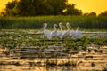 Danube Delta Pelicans at sunset on Fortuna Lake Royalty Free Stock Photo