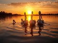 Danube Delta Pelicans at sunset on Lake Fortuna Royalty Free Stock Photo