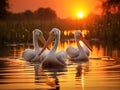 Danube Delta Pelicans at sunset on Lake Fortuna Royalty Free Stock Photo